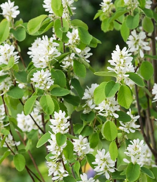 Felsenbirne Amelanchier 'Obelisk®', im 3-Liter XL-Topf