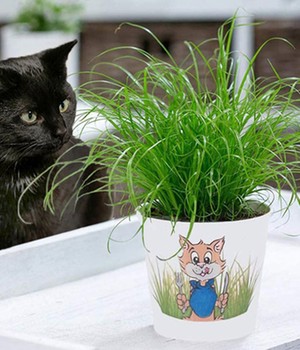 Katzengras inkl. Papier-Übertopf