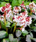 Bergenie 'Fire and Ice'
