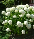 Schneeball-Hortensie 'Annabelle'