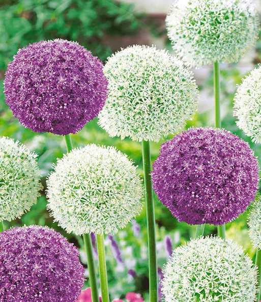 Riesen-Allium-DUO 'Ambassador & Mount Everest'