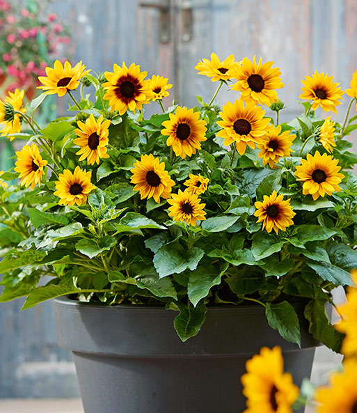 Balkon-Sonnenblume 'SunBelievable®'