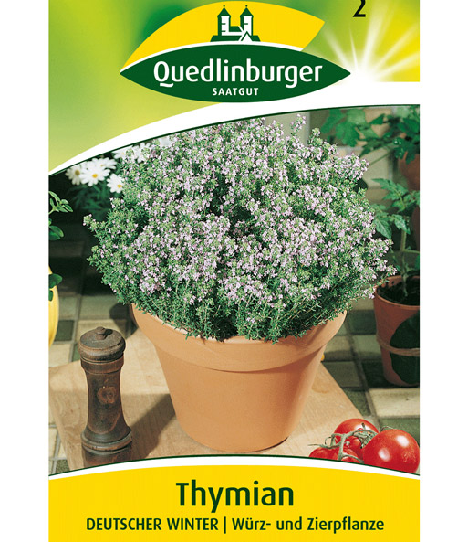 Thymian mehrjährig