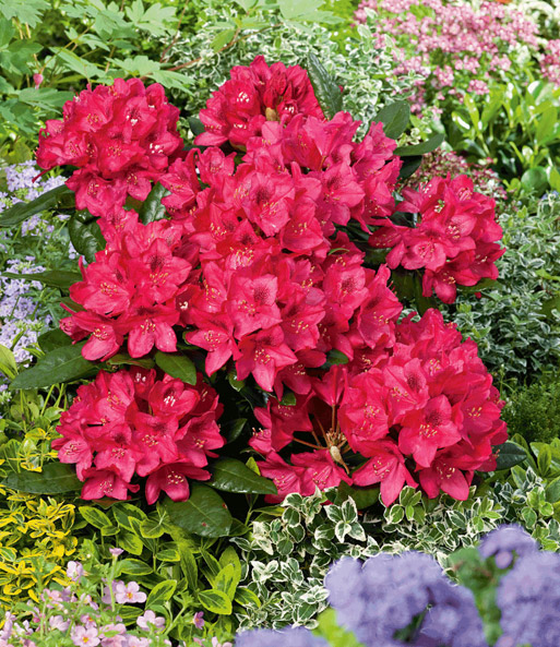 Rhododendron Rot