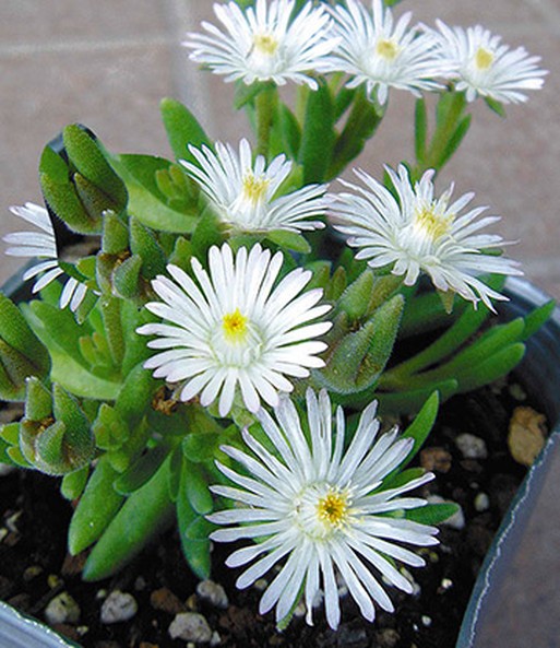 Nahaufnahme der weißen Blüte aus dem winterharten Eisblumen 'Wheels of Wonder' Farbmix,