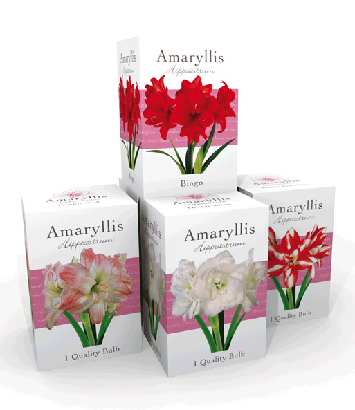 Gefüllte Amaryllis 'Double Pink' mit Geschenkbox