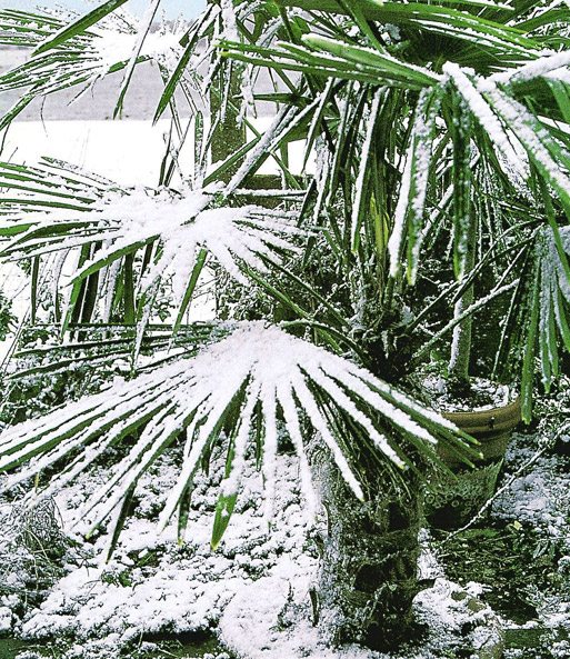 Winterharte Kübel-Palme