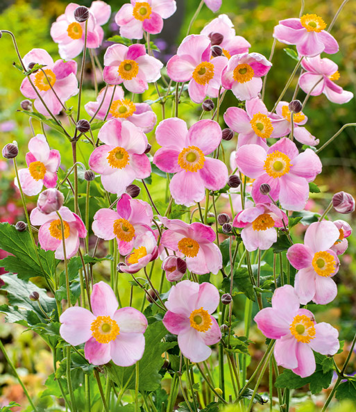 Rosa Herbst-Anemone