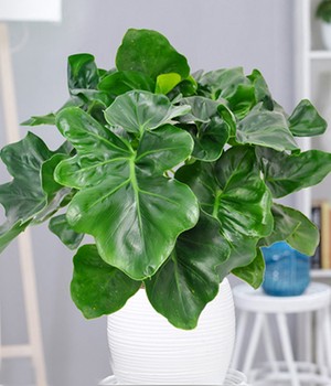 Philodendron 'Atom'