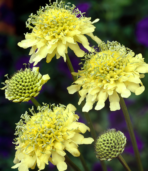 Winterharte gelbe Scabiose