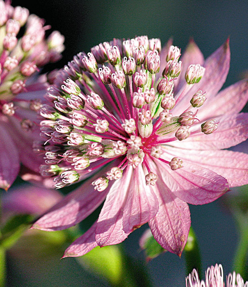 Astrantia 'Raritäten-Mix'