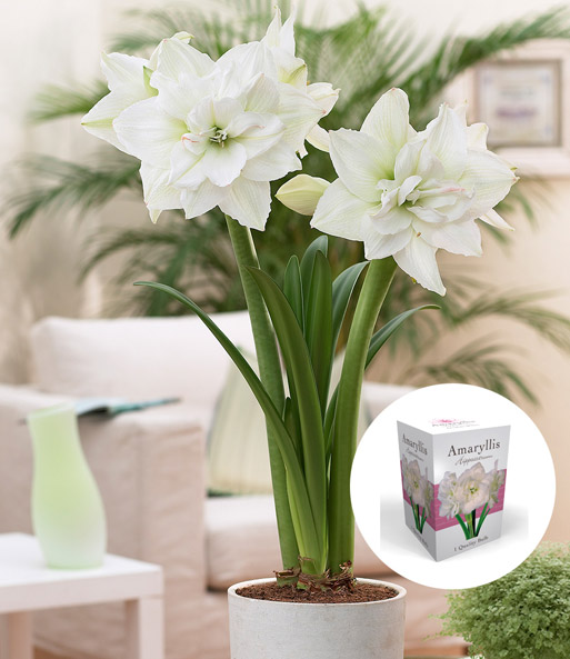 Gefüllte Amaryllis 'Double White' mit Geschenkbox