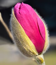 Magnolie 'Meganolia®'