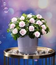 Impatiens 'Glimmer® Appleblossom'