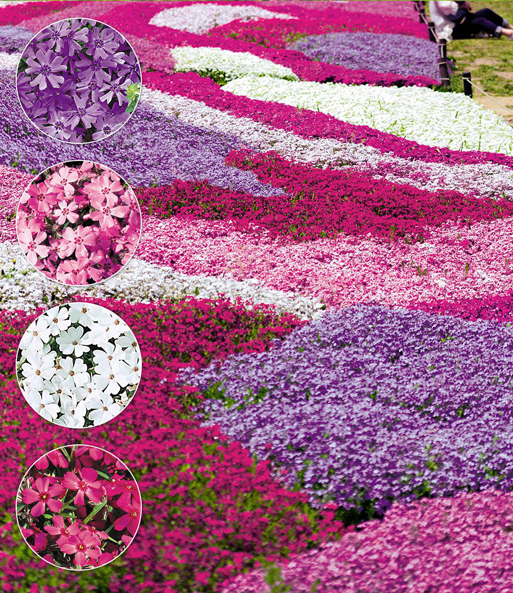 Der Bodendecker Phlox-Mix 'Flowers of the Sea' zeigt seine Farbenpracht: Rot, Weiß, Lila und Rosa sind dicht nebeneinander gepflanzt und formen ein harmonisches Blütenmeer. Links im Bild sind Nahaufnahmen der filigranen, sternförmigen Blüten eingeblendet.