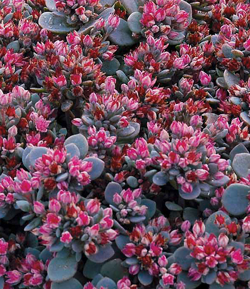 Sedum Sun Sparkler® 'Sedoro Blue Elf'