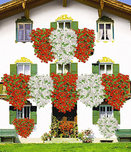 Hänge-Geranie 'Rot'
