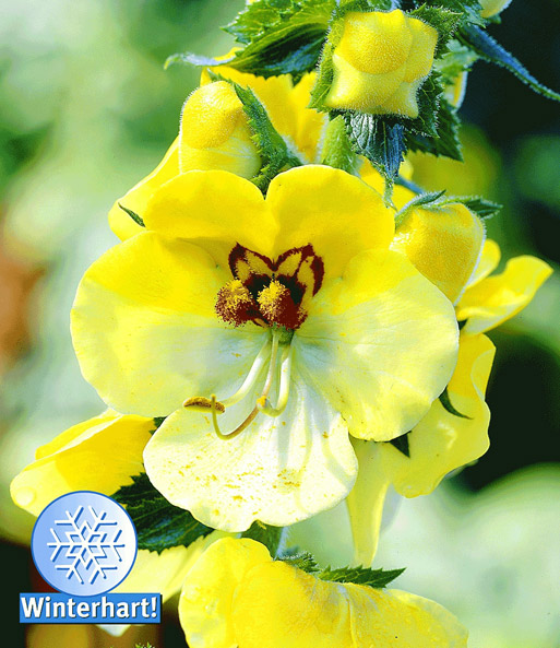 Verbascum 'Buttercup'