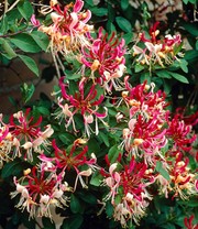 Duft Geißblatt 'Henry', Lonicera immergrün