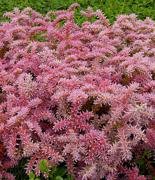 Die Seestern-Blume blüht als rosa Bodendecker in einem Garten.