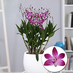 Orchideen