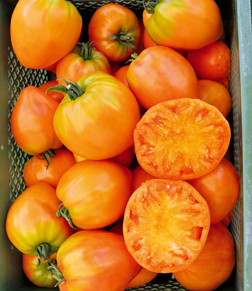 Veredelte Ochsenherz-Tomate 'Orange'