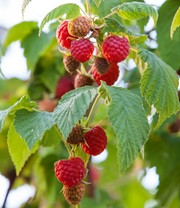Balkon-Himbeere 'Maddalena®'