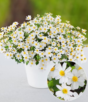 Weiße Bidens 'Blazing White®'