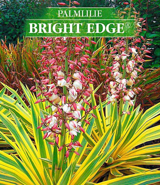 Yucca 'Bright Edge®'