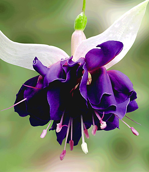 Riesen-Fuchsie 'Deep Purple'