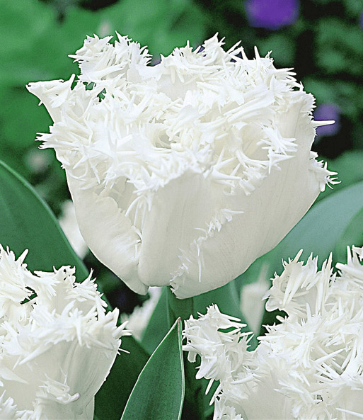 Crispa-Tulpe 'Estafette'