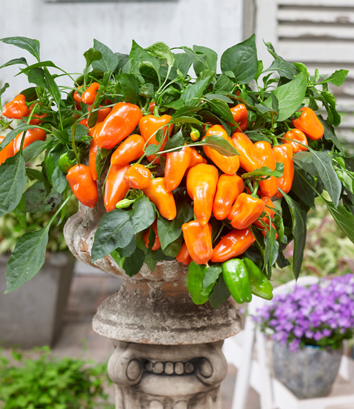 Die Paprika 'Peppers from Heaven' wurde in einen Kübel auf einer Terrasse gepflanzt und trägt viele orange-gelbe Früchte.