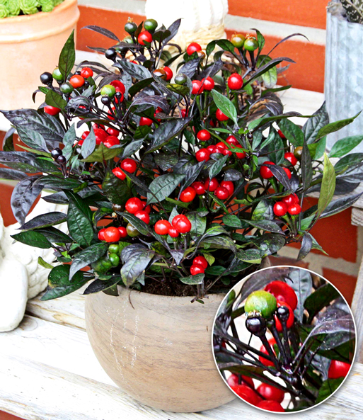 'Pfeffer'-Pflanze 'Black Pearl'