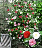 Winterharte Garten-Kamelie 'Tricolor'
