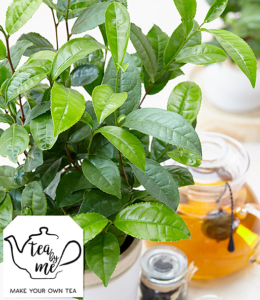 Die winterharte Teepflanze „Tea by me“ steht neben einer Teekanne auf einem Tisch. Text: „Tea by me – make your own tea“.