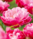 Tulpe 'Double Sugar'