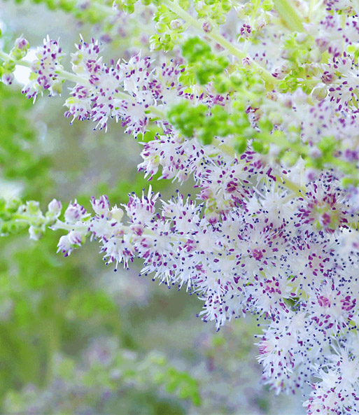 Astilbe 'Milk & Honey'