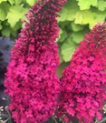 Buddleia 'Prince Charming®'