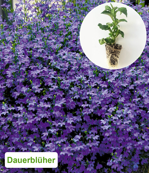 Blaue Lobelie