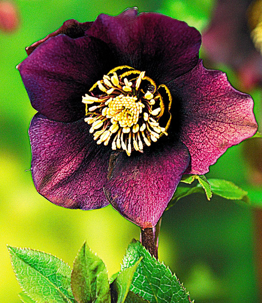 Schwarze Christrose 'Black Night'