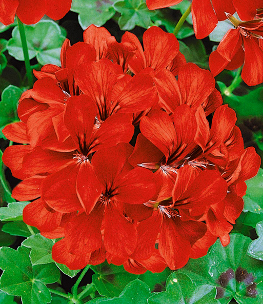 Nahaufnahme eines Blütenballs der Tiroler Hänge-Geranie 'Feuerrot'.