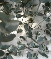 Winterharter Eukalyptus 'Azura®'