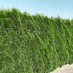 Thuja/Lebensbaum