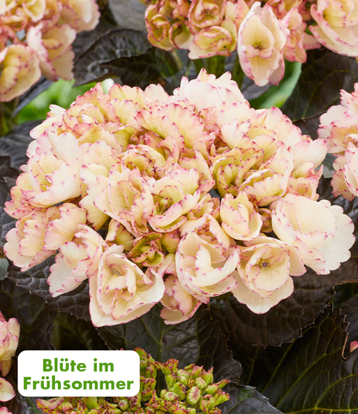 Freiland-Hortensie 'Midnight Pearl®'