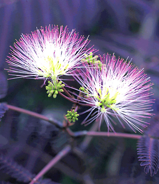 Albizia 'Summer Chocolate®'