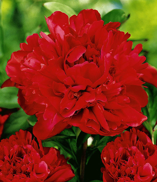 Päonie 'Karl Rosenfield'