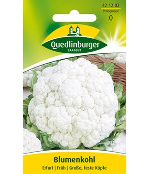 Blumenkohl 'Erfurter Zwerg'