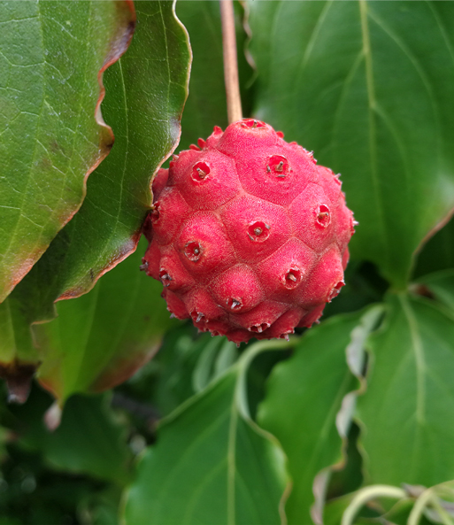 Japanischer Blüten-Hartriegel