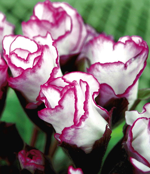 Rosen-Primula 'Farb-Mix'