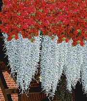 Dichondra 'Silver Falls'
